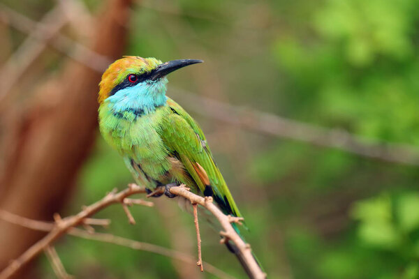The green bee-eater (Merops orientalis) sometimes little green bee-eater sitting on the branch