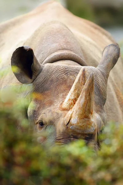 Retrato Del Rinoceronte Negro Rinoceronte Labio Gancho Diceros Bicornis — Foto de Stock