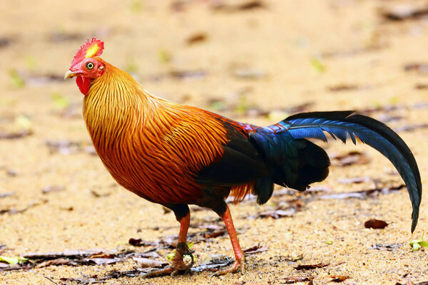 The red junglefowl (Gallus gallus) in the forest.