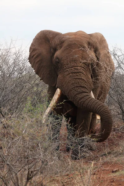 Elefante Arbusto Africano Loxodonta Africana Toro Muy Grande Arbusto — Foto de Stock