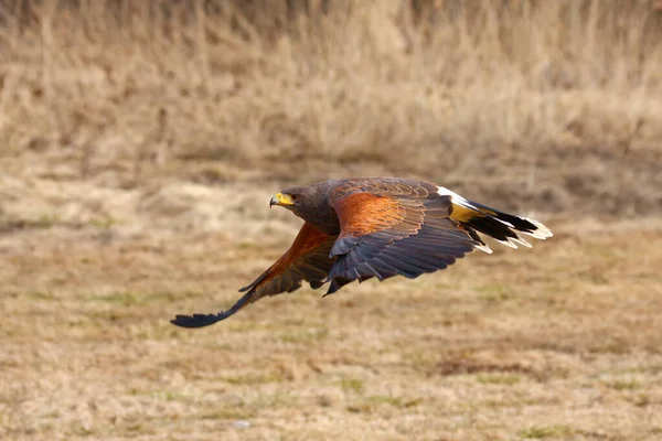 Γεράκι Του Harris Parabuteo Unicinctus Παλαιότερα Γνωστό Γεράκι Φτερά Κόλπου — Φωτογραφία Αρχείου