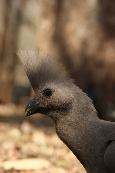 Detail Des Kopfes Mit Kamm Eines Grauen Wegfahrvogels Corythaixoides Concolor — Stockfoto