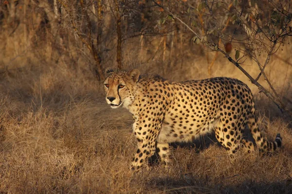 Cheetah Acinonyx Jubatus Walking Sunset Middle Savanna — Stock Photo, Image