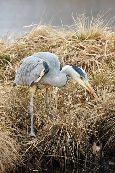 Garça Cinzenta Ardea Cinerea Margem Uma Lagoa Congelada Inverno — Fotografia de Stock