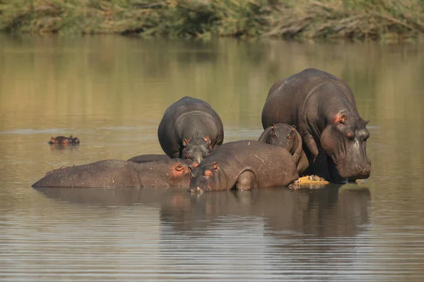Hippopotamus Amfibik Suaygırı Aygırı Sürüsü Sıcak Günlerde Gölün Ortasında Dinlenir — Stok fotoğraf
