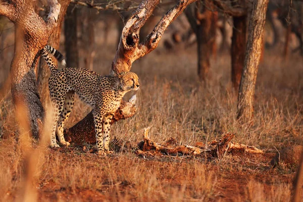 Cheetah Acinonyx Jubatus Sunset Large Male Marking Territory — Stock Photo, Image