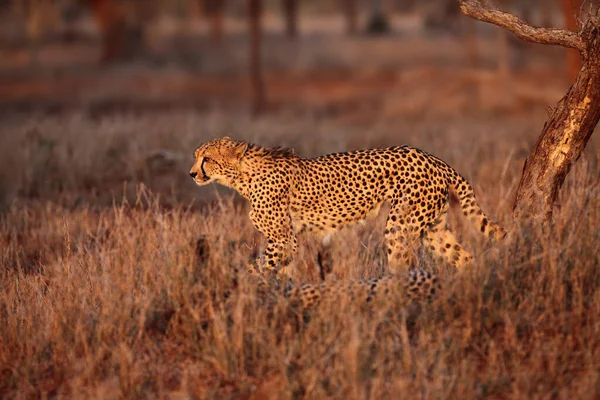 Gepard Acinonyx Jubatus Kráčí Trávou Při Západu Slunce Mezi Stromy — Stock fotografie