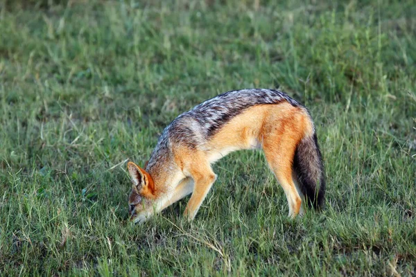 Чернохвостый Шакал Canis Mesomelas Ищет Пищу Густой Траве — стоковое фото