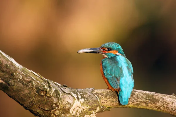 Rybář Obecný Alcedo Atthis Také Známý Jako Rybář Královský Nebo — Stock fotografie