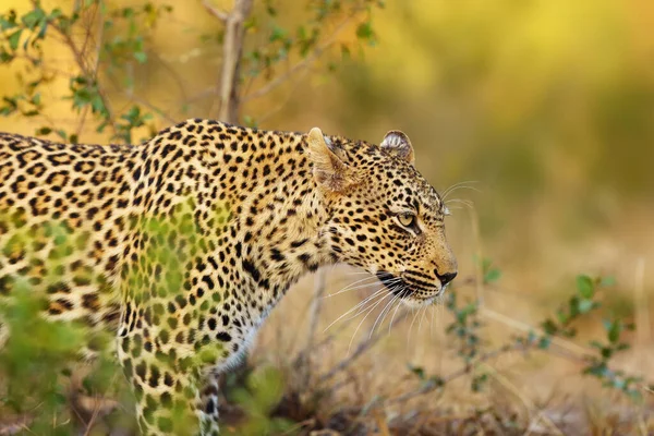Africký Leopard Panthera Pardus Pardus Mladý Ženský Portrét — Stock fotografie