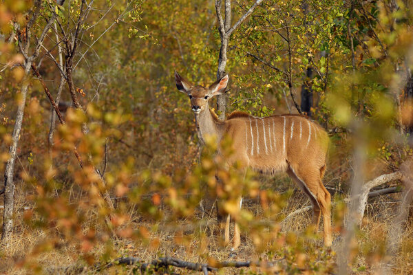 Большой куду (Tragelaphus strepsiceros). Женщина стоит в кустах в осенних цветах
.