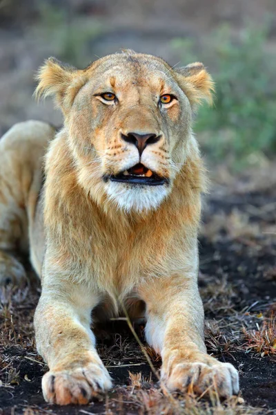 Leão Panthera Leo Jovem Macho Rugindo Pôr Sol — Fotografia de Stock