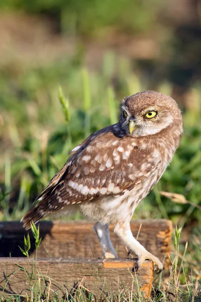 Die Kleine Eule Athene Noctua Die Abends Auf Dem Wald — Stockfoto