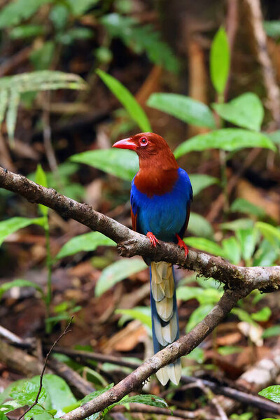 The Sri Lanka blue magpie or Ceylon magpie (Urocissa ornata) sitting on the branch middle of the rainforest.