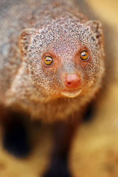 Mangosta Gris India Mangosta Gris Común Herpestes Edwardsi Retrato — Foto de Stock