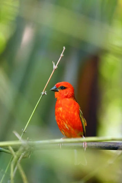 枝には赤い鳥 Foudia Madagascariensis が座っている 枝には赤い鳥 — ストック写真