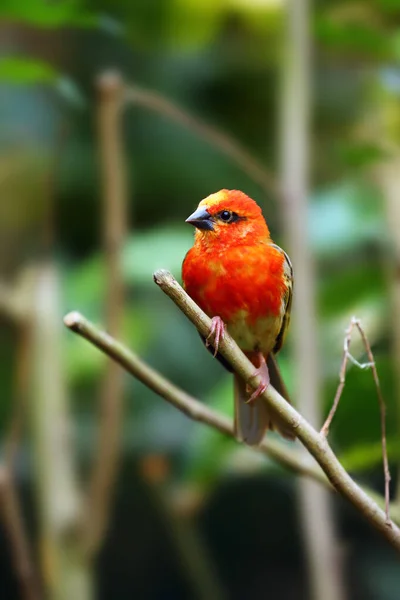 Punainen Fody Foudia Madagascariensis Istuu Haaralla Punainen Lintu Oksalla — kuvapankkivalokuva