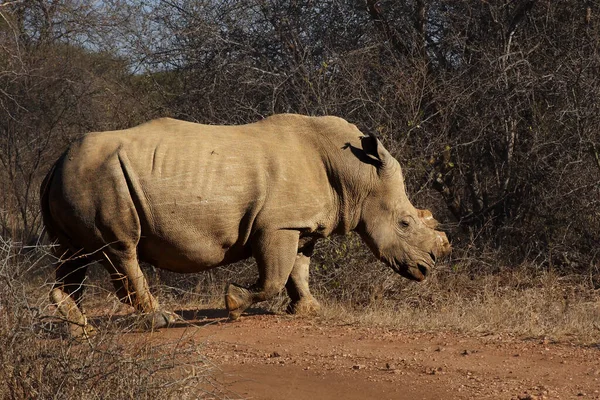 Rinoceronte Branco Rinoceronte Lábios Quadrados Ceratotherium Simum Cortou Chifre Devido — Fotografia de Stock