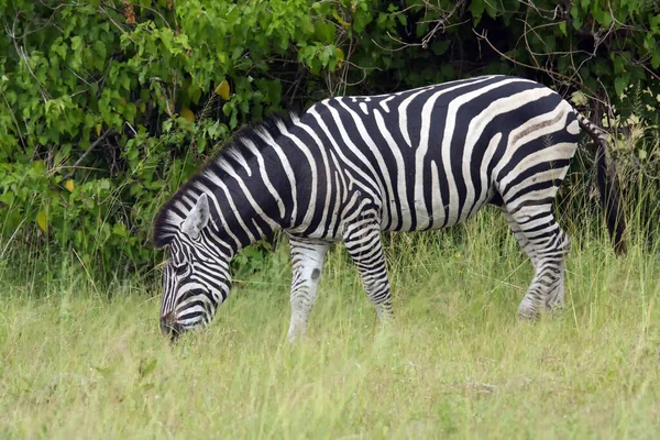 Równina Zebra Equus Quagga Dawniej Equus Burchellii Znana Również Jako — Zdjęcie stockowe