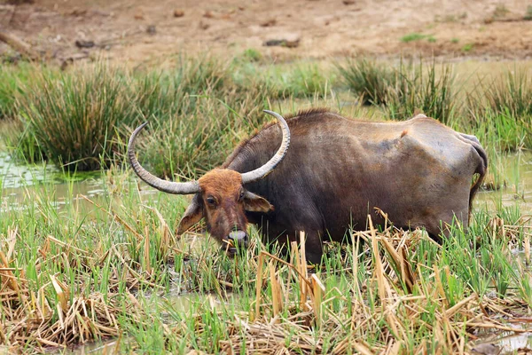 The wild water buffalo ( Bubalus arnee), also called Asian buffalo, Asiatic buffalo and arni or arnee, sri lanka subspecies (Bubalus arnee migona) ,standing in the reeds
