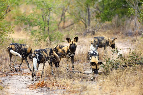非洲野狗 Lycaon Pictus 也被称为非洲猎狗或非洲画的狗 画的猎狗或画的狼 道路上的骄傲 — 图库照片