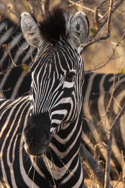 Detalj Svart Och Vitt Huvud Slätter Zebror Equus Quagga Tidigare — Stockfoto