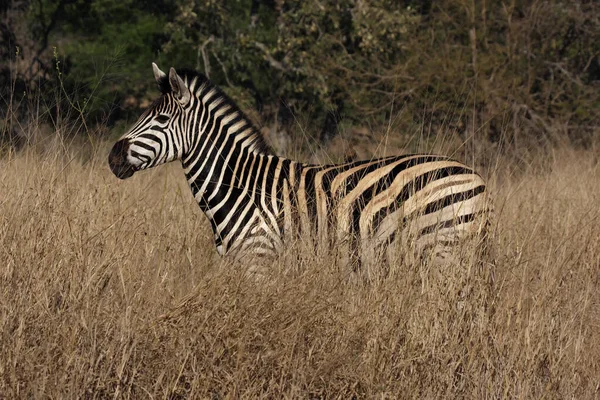 Vlakten Zebra Equus Quagga Voorheen Equus Burchellii Staan Hoog Droog — Stockfoto