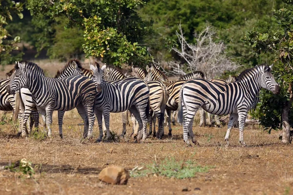 Zebra Das Planícies Equus Burchellii Também Conhecida Como Zebra Comum — Fotografia de Stock