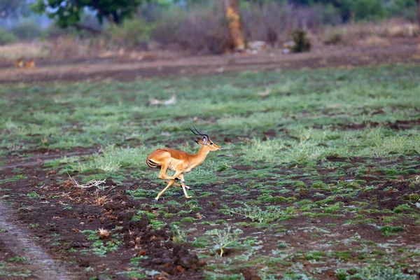 Antílope Impala Aepyceros Melampus Foge Carros Área Zâmbia Comportamento Típico — Fotografia de Stock