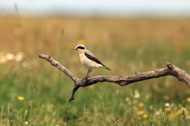 Dalda oturan kuzey buğday sakalı (Oenanthe oenanthe). Yeşil arka planı olan bir yolcu.