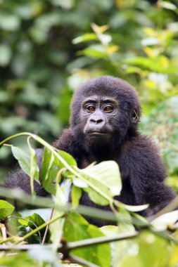 Dağ gorili (Goril beringei beringei) yeşil çalıların üzerinde oturuyor.