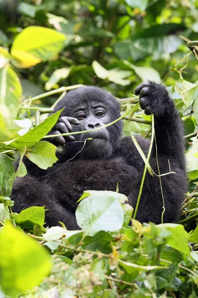 Gorille Montagne Gorilla Beringei Beringei Assis Sur Buisson Vert — Photo