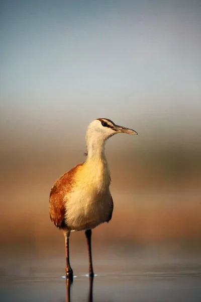 Jacana Africano Actophilornis Africanus Lagoa Rasa — Fotografia de Stock