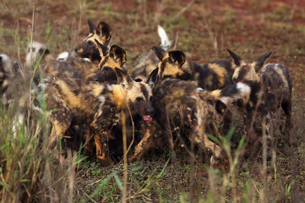 Perro Salvaje Africano Lycaon Pictus También Conocido Como Cacería Africana — Foto de Stock