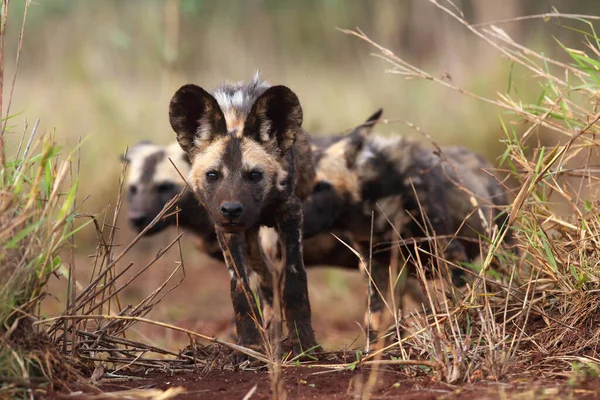 Afrikansk Vildhund Lycaon Pictus Även Känd Som Afrikansk Jakt Eller — Stockfoto