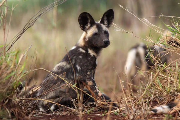 The African wild dog (Lycaon pictus), also known as African hunting or  African painted dog, painted hunting dog or painted wolf,young dog separated from the pack.