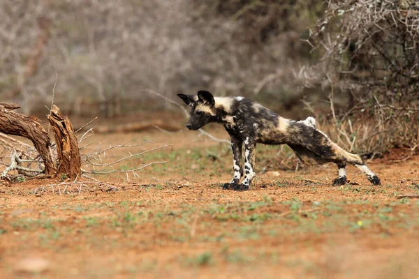 The African wild dog (Lycaon pictus), also known as African hunting or  African painted dog, painted hunting dog or painted wolf,young dog separated from the pack.Puppy performs stretching.