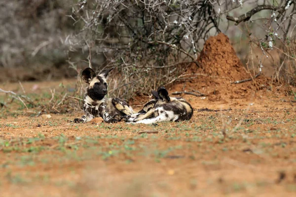 African Wild Dog Lycaon Pictus Also Known African Hunting African — Stock Photo, Image