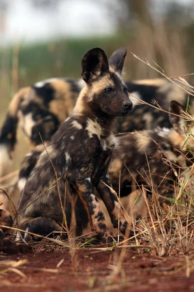 The African wild dog (Lycaon pictus), also known as African hunting or  African painted dog, painted hunting dog or painted wolf,young dog separated from the pack.Puppy of an african dog in high grass.