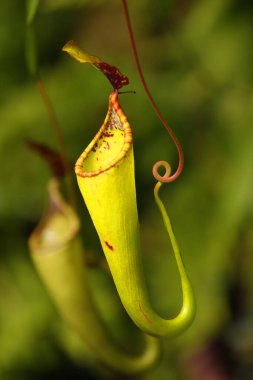 Nepenthes, etobur bitki cinsi, ayrıca tropikal sürahi bitkileri olarak da bilinir, ya da yeşil arka planlı maymun bardakları..