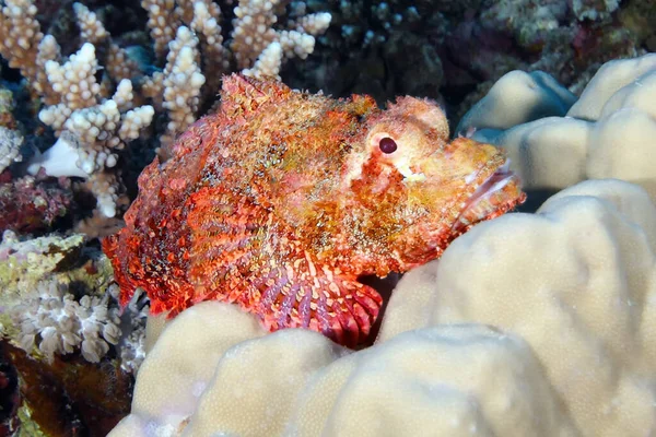 在白色珊瑚上的一种被切碎的蝎鱼 或小鳞蝎鱼 软骨鱼 带有剧毒刺的蝎鱼 — 图库照片