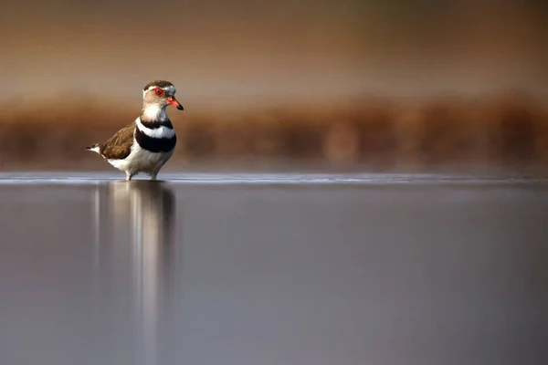 Sekély Vízben Álló Háromsávos Lóhere Vagy Háromsávos Homoki Lóhere Charadrius — Stock Fotó