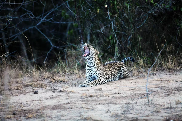 Африканський Леопард Panthera Pardus Pardus Великий Самець Останньому Вечірньому Світлі — стокове фото