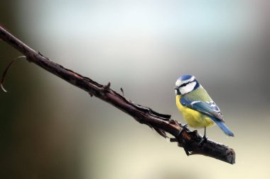 The Eurasian blue tit (Cyanistes caeruleus) sitting on the branch. Small tit on the branch with green background.