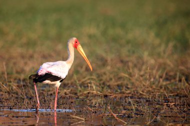 Sarı gagalı leylek (Mycteria ibis), sığ sularda bulunan ahşap leylek ya da ağaç aynası olarak da bilinir..