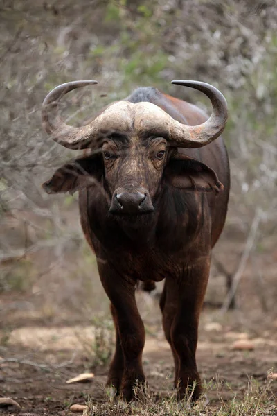 Búfalo Africano Búfalo Cabo Syncerus Caffer Está Escondido Moitas Uma — Fotografia de Stock