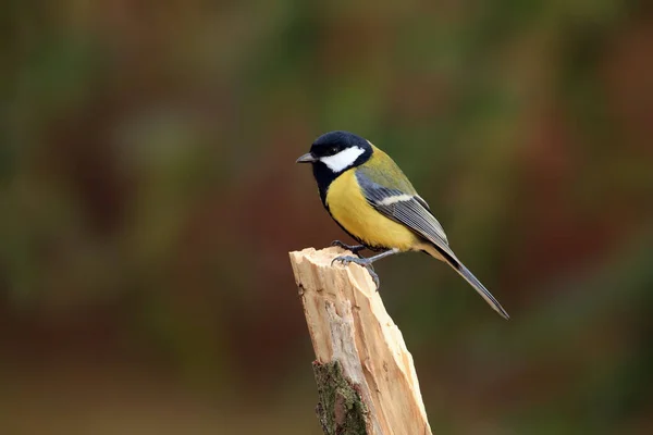 Great Tit Parus Major Sitting Dry Branch Colorful Background — 스톡 사진