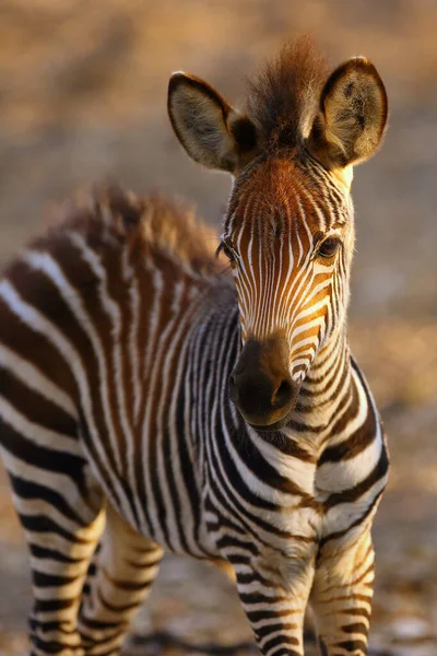 Crawshay Zebra Equus Quagga Crawshay Subspecies Plains Zebra Equus Quagga — Stock Photo, Image