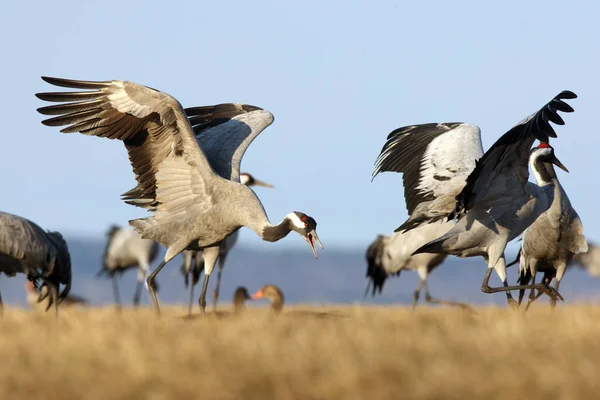 Guindaste Comum Grus Grus Também Conhecido Como Guindaste Eurasiano Guindaste — Fotografia de Stock