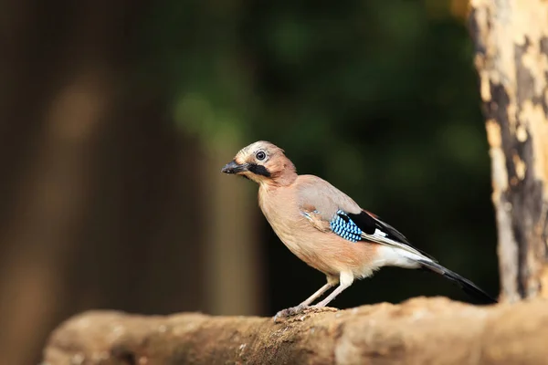 Gaio Eurasiano Garrulus Glandarius Sentado Ramo Jovem Gaio Buraco Água — Fotografia de Stock